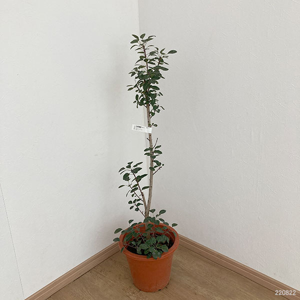 園芸ネット本店｜×スモークツリー：ルブリフォリウス7号ポット の通販