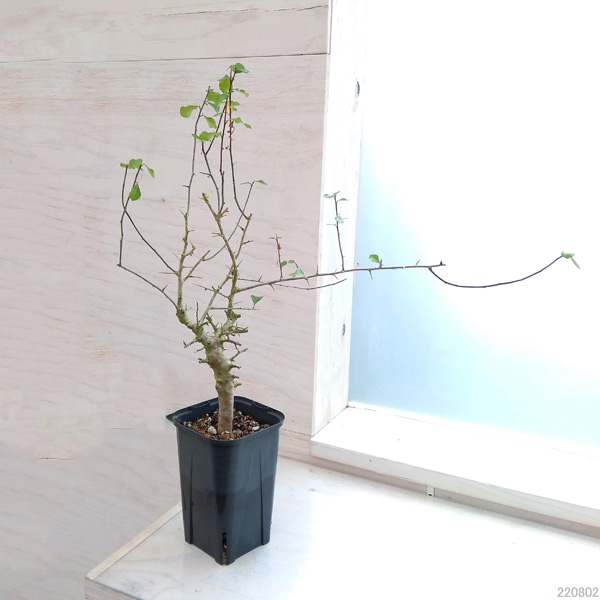 園芸ネット本店｜コミフォラ：シンプリキフォリア 3.5号22-02 の通販