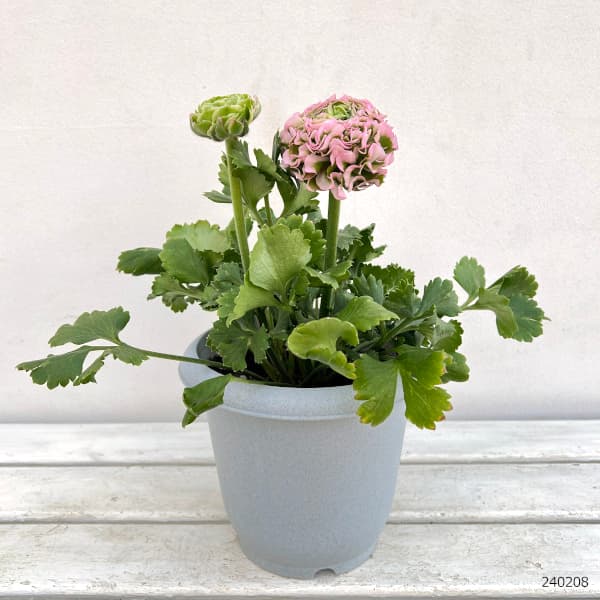 園芸ネット本店｜ラナンキュラス：ポンポン ハーマイオニー6号鉢植え