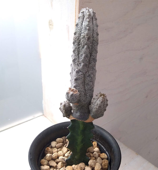 園芸ネット本店｜ユーフォルビア：アブデルクリグレー 4号（接ぎ木