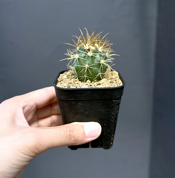 園芸ネット本店｜サボテン：フェロカクタス 金冠竜 2.5号鉢植え の通販