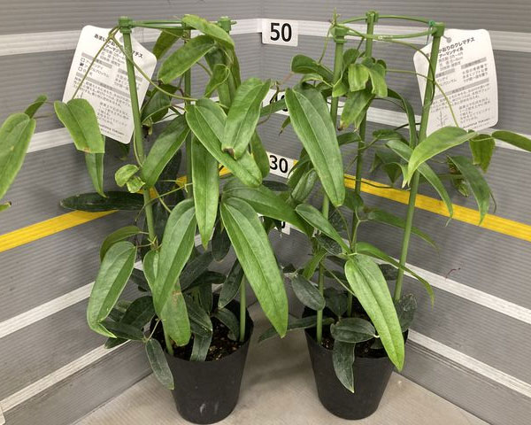 園芸ネット本店｜クレマチス：アーマンディ アップルブロッサム4.5号