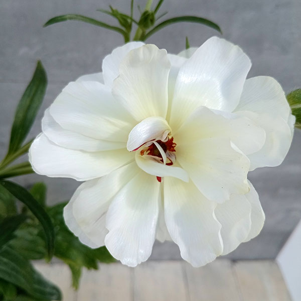 園芸ネット本店｜ラナンキュラス：ラックス ニノス6号鉢植え の通販