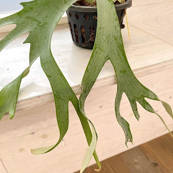 園芸ネット本店｜[送料無料]（わけあり特価）ビカクシダ（コウモリラン