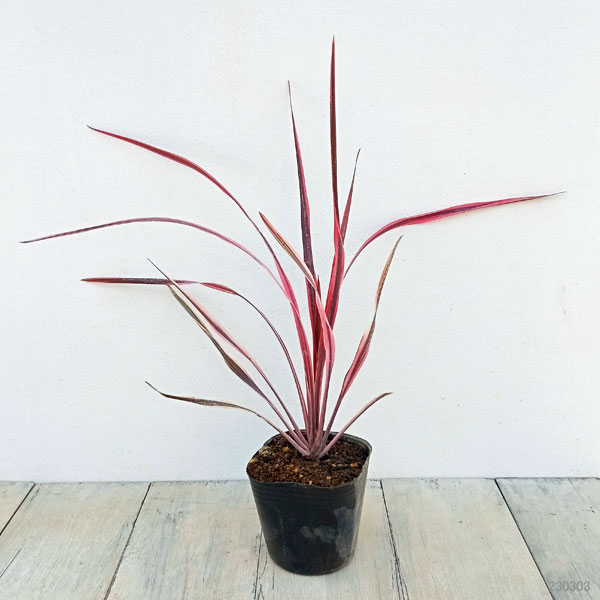 園芸ネット本店｜コルジリネ：サウザンスプレンダー3号ポット の通販