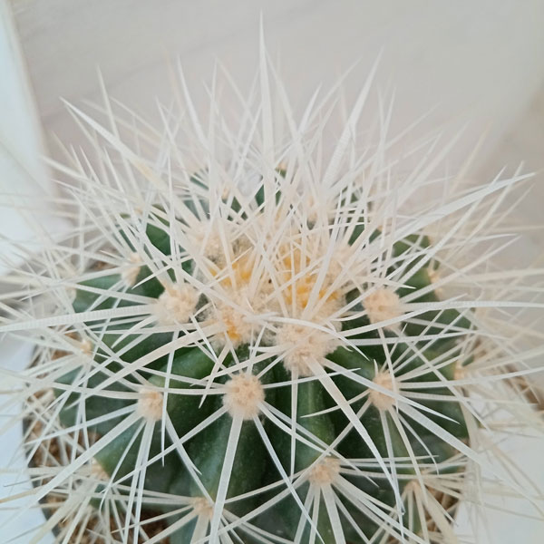 園芸ネット本店｜サボテン：白刺金シャチ 4号 の通販【公式】