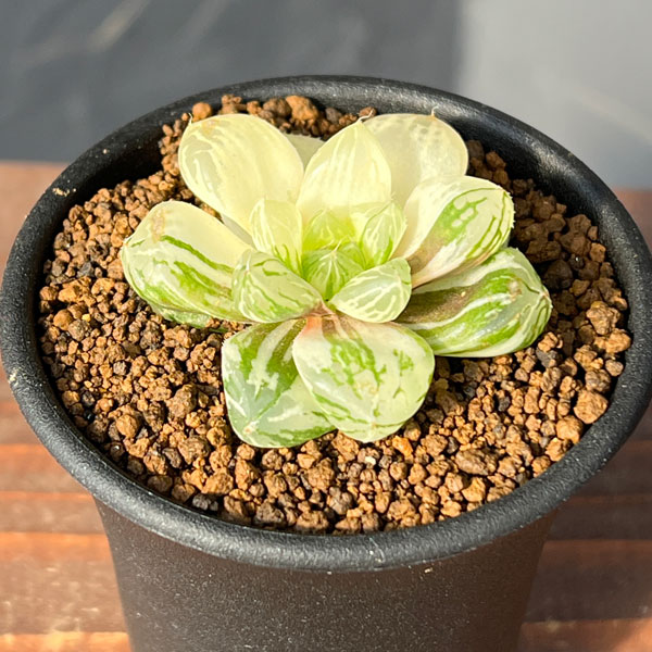 園芸ネット本店｜ハオルチア：マリン錦（オブツーサ交配美種）2.5号