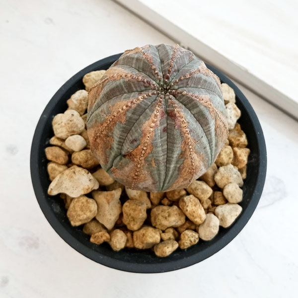 園芸ネット本店｜ユーフォルビア：オベサ 4号23-12 の通販【公式】