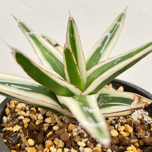 園芸ネット本店｜（わけあり特価）アガベ：氷山（ビクトリアレギナエ