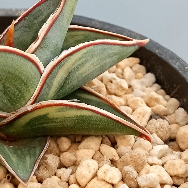 園芸ネット本店｜サンセベリア：ロリダ バリエガータ 3号23-02 の通販