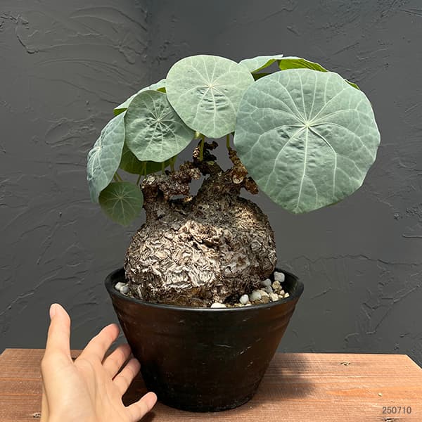 園芸ネット本店｜ステファニア：カウィーサキー（sp.ノバ） 9号鉢植え