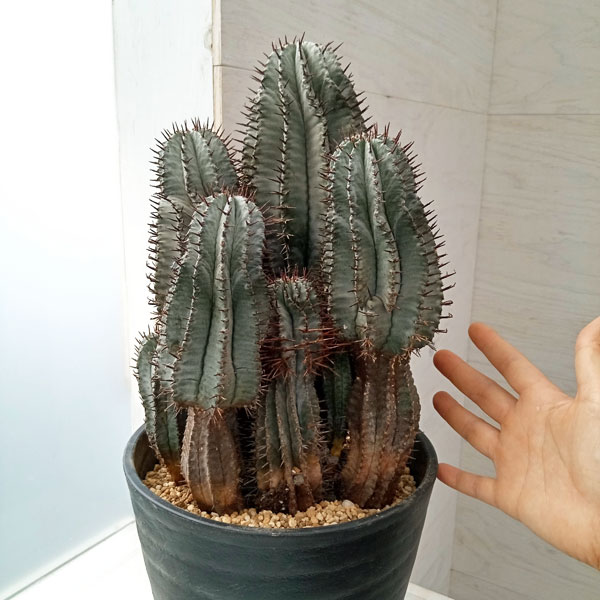 園芸ネット本店｜ユーフォルビア：ホリダ 7号鉢植え 23-02 の通販【公式】