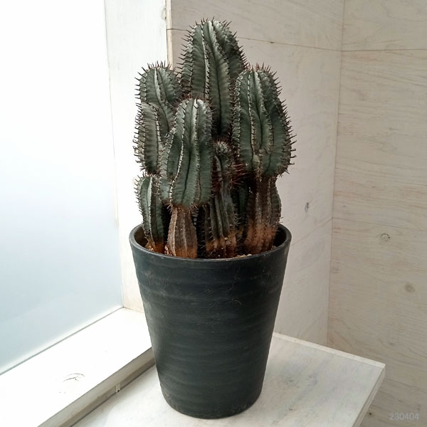 園芸ネット本店｜ユーフォルビア：ホリダ 7号鉢植え 23-02 の通販【公式】