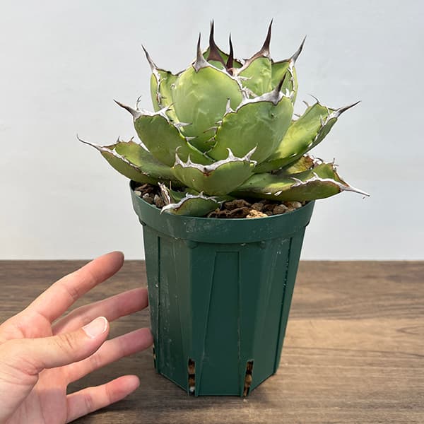 園芸ネット本店｜アガベ：チタノタ4号鉢植え（23-19） の通販【公式】