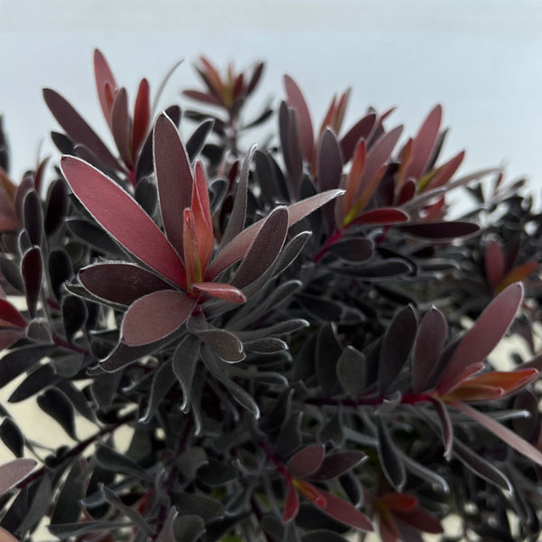 園芸ネット本店｜リューカデンドロン：デュリフ（黒リューカ） 7号