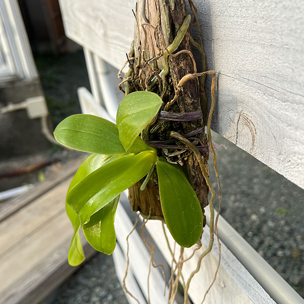 園芸ネット本店｜板付け蘭：ファレノプシス 交雑種 22-03 の通販【公式】