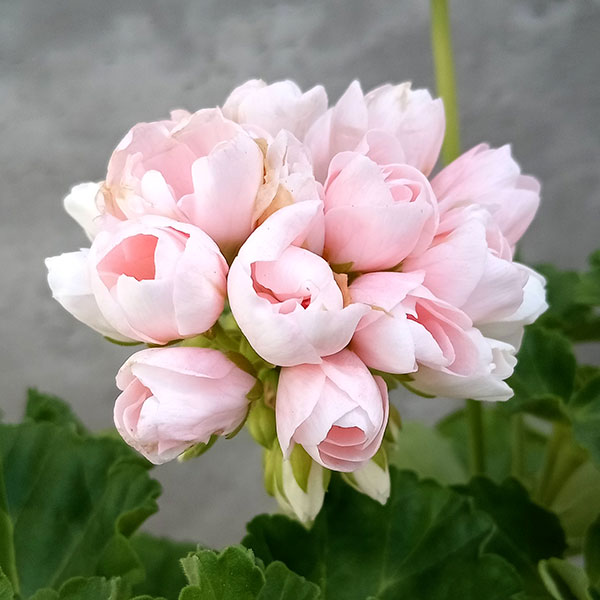 園芸ネット本店｜ゼラニウム（チューリップ咲き）：エマ5号鉢植え の