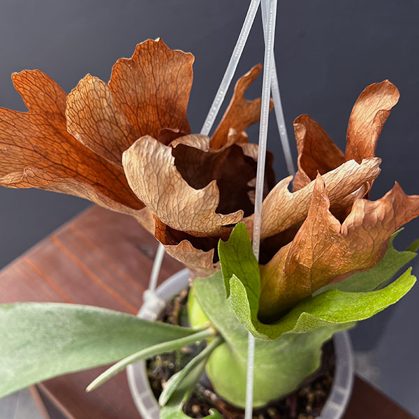 園芸ネット本店｜ビカクシダ（コウモリラン）：ウィリンキー ワイド