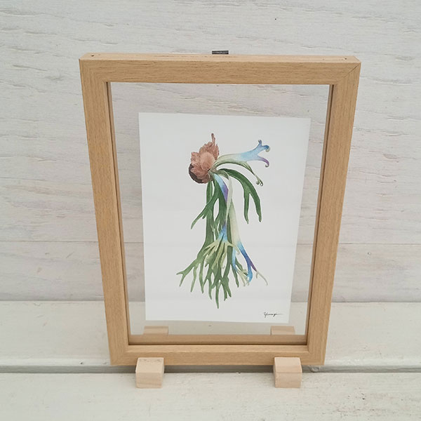 園芸ネット本店｜ボタニカルアート：ビカクシダ・ウィリンキー ガラス