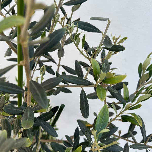 園芸ネット本店｜オリーブ：バロウニ 8号鉢植え の通販【公式】