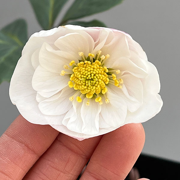 園芸ネット本店｜クリスマスローズ（原種系）：フルール ド ノエル