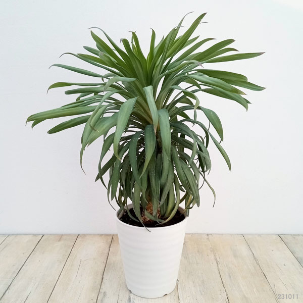 園芸ネット本店｜ユッカ：デスメティアーナ コンパクタ 5号鉢植え の