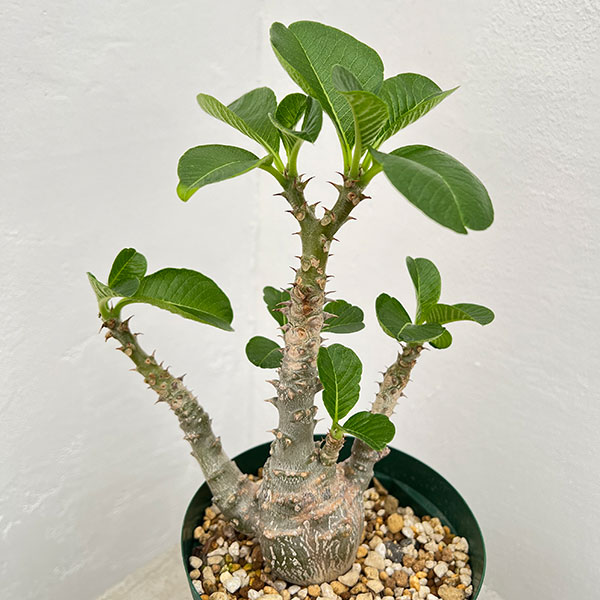 園芸ネット本店｜パキポディウム：ウィンゾリー（実生） 4号鉢植え23