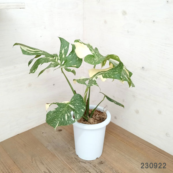 園芸ネット本店｜[ザ・ファームセレクト][送料無料]モンステラ