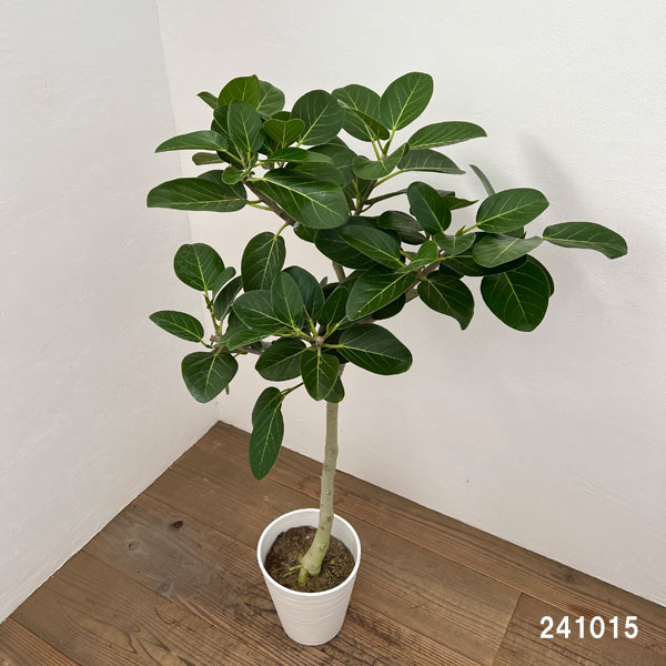 園芸ネット本店｜フィカス：ベンガレンシス オードリー 7号鉢植え の