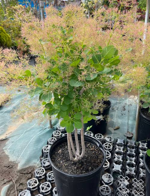 園芸ネット本店｜スモークツリー：ヤングレディ9号ポット の通販【公式】