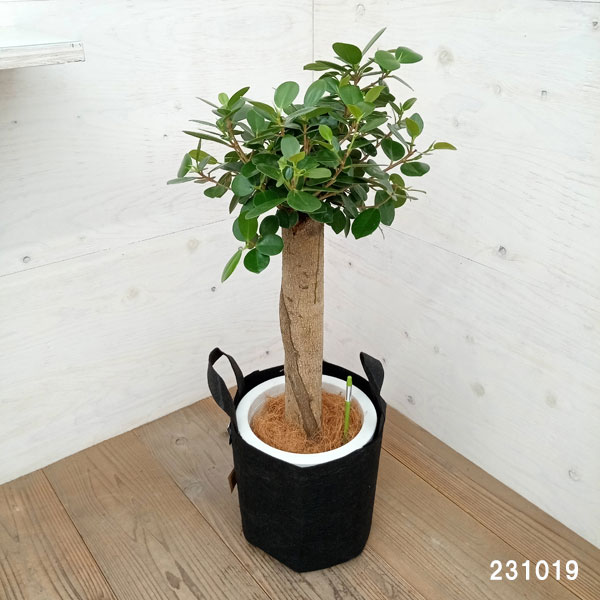 園芸ネット本店｜パンダガジュマル 8号ルーツポーチ鉢カバー入り