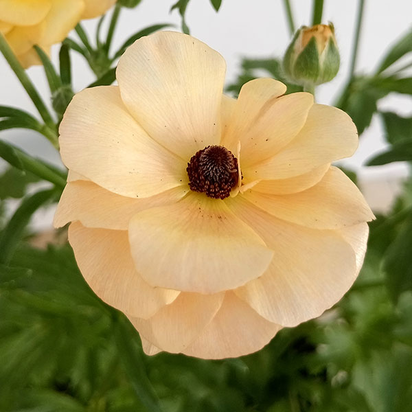 園芸ネット本店｜ラナンキュラス：ラックス ベスタリス5号鉢植え の