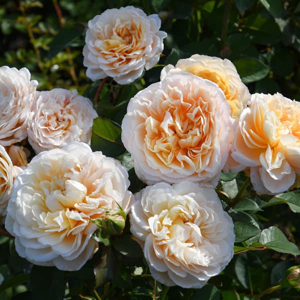 園芸ネット本店｜ロサ・オリエンティス・プログレッシオ：エクリュ大苗