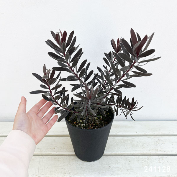 園芸ネット本店｜[ザ・ファームセレクト]リューカデンドロン：デュリフ