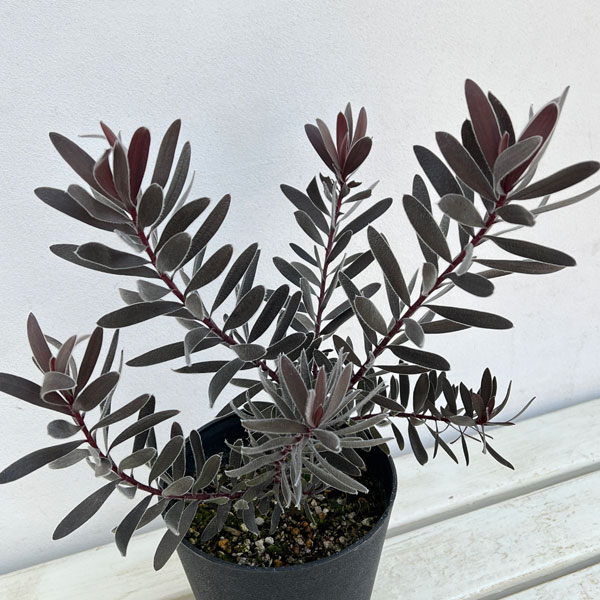 園芸ネット本店｜[ザ・ファームセレクト]リューカデンドロン：デュリフ