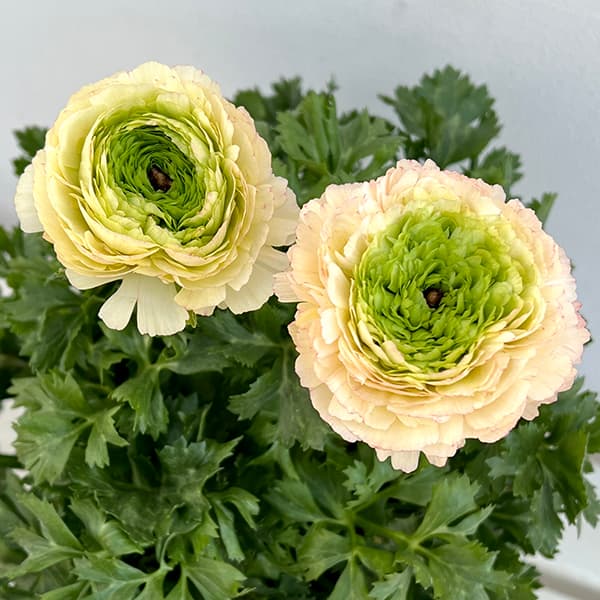 園芸ネット本店｜ラナンキュラス：サクセス トアレグ6号鉢植え の通販