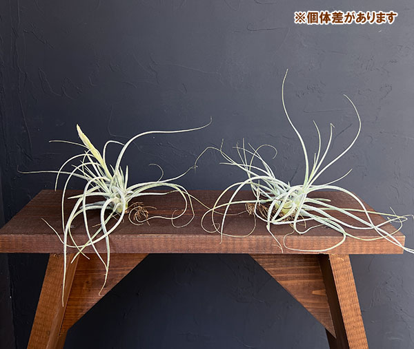 園芸ネット本店｜チランジア：T.ehlersiana sp clumps 子株 の通販【公式】
