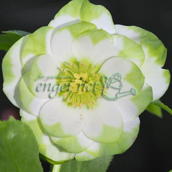 園芸ネット本店｜曽田園芸さんのクリスマスローズ：グリーンリップ