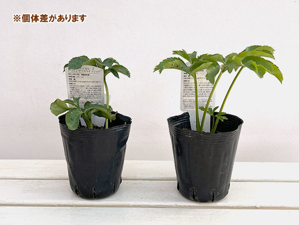 園芸ネット本店｜曽田園芸さんのクリスマスローズ：グリーンリップ