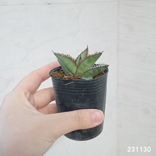 園芸ネット本店｜アガベ：オテロイ 特選実生株 2号ポット の通販【公式】