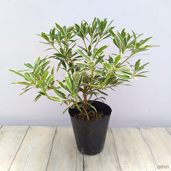 園芸ネット本店｜アセビ（馬酔木）：フレーミングシルバー4.5号ポット