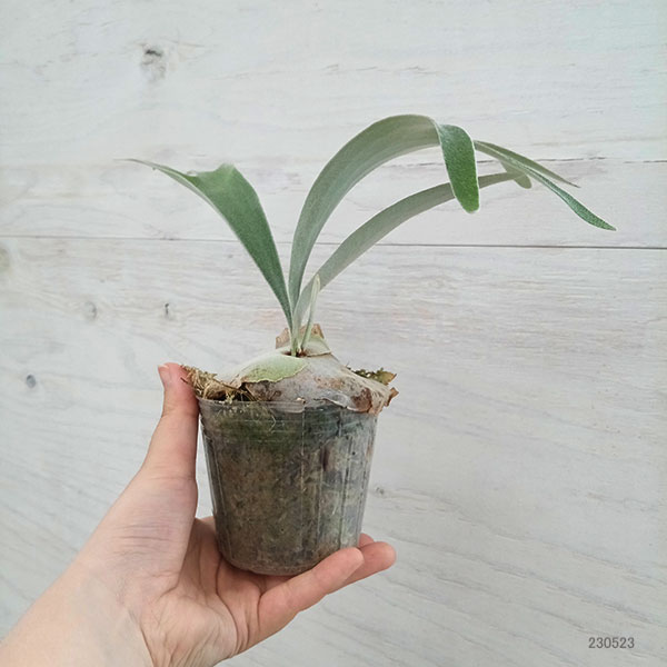 園芸ネット本店｜ビカクシダ（コウモリラン）： ベイチー ワイルド