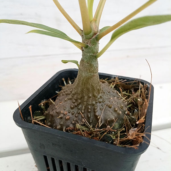 園芸ネット本店｜ミルメコディア：cf.プラティレア ピディー（国内実生