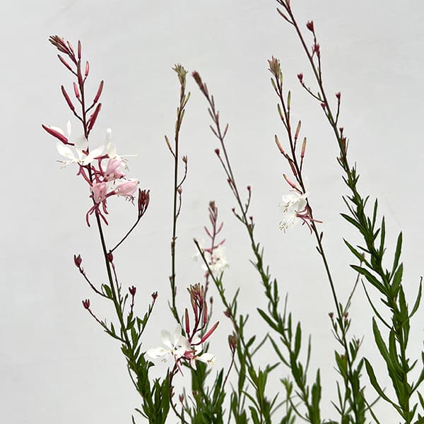 園芸ネット本店｜ガウラ（白蝶草）：ホクト3号ポット の通販【公式】