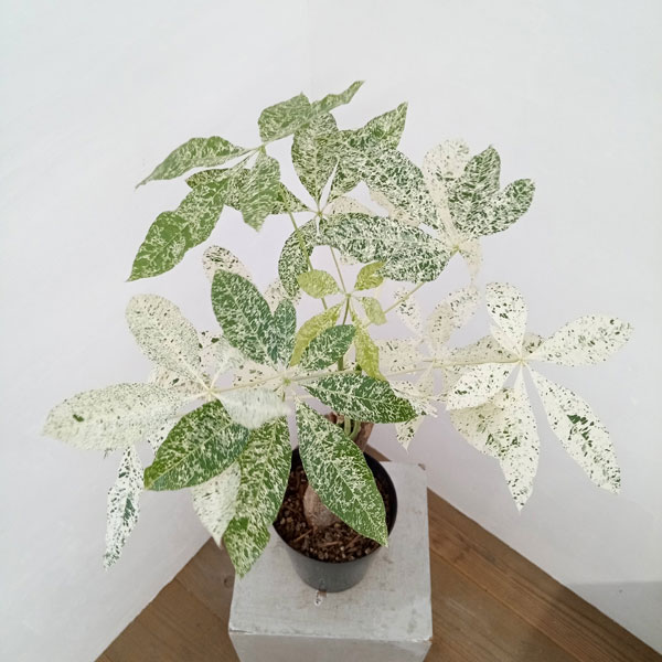 園芸ネット本店｜パキラ：ミルキーウェイ 5号23-01 の通販【公式】