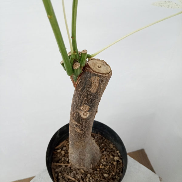 園芸ネット本店｜パキラ：ミルキーウェイ 5号23-01 の通販【公式】