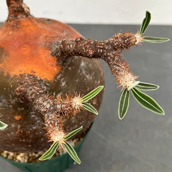 HARU☆パキポディウム グラキリス現地球 発根済み 塊根植物 パキプス