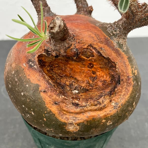 園芸ネット本店｜パキポディウム：グラキリス（発根済み・現地球） 4号