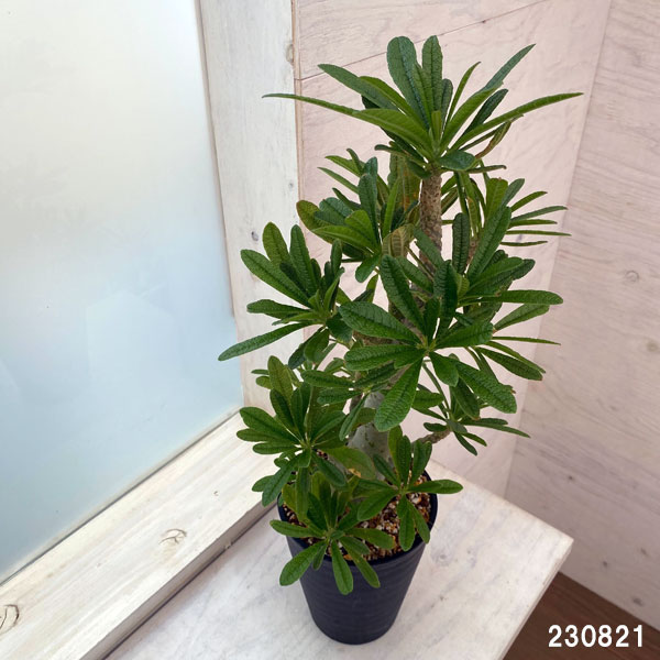 園芸ネット本店｜ドルステニア：ギガス（実生苗） 5号23-04 の通販【公式】