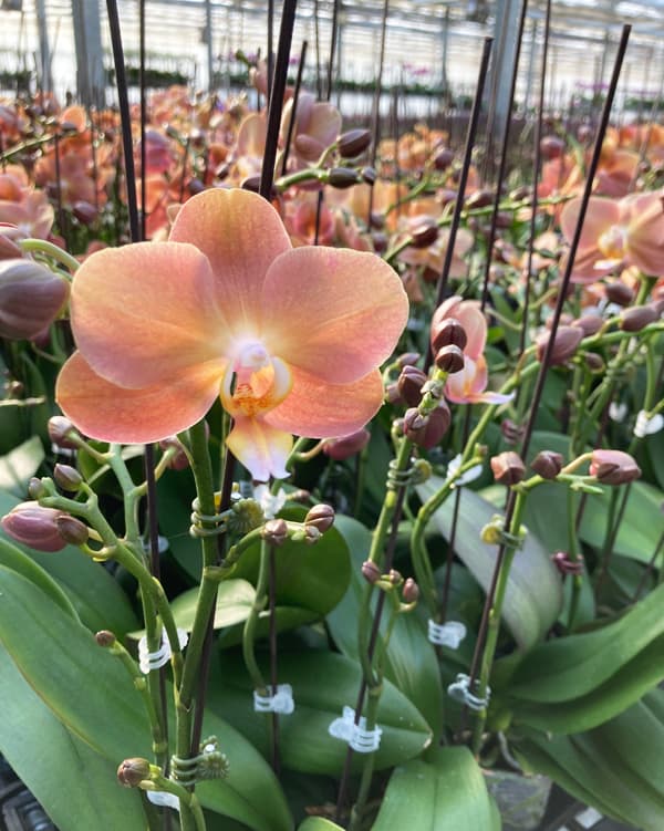 園芸ネット本店｜ファレノプシス：モナコ3本立ち6号陶器鉢植え の通販